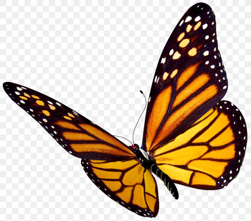 Monarch Butterfly Insect Clip Art, PNG, 910x803px, Butterfly, Arthropod, Brush Footed Butterfly, Butterflies And Moths, Greta Oto Download Free
