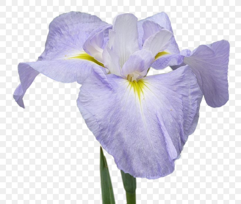 Orris Root Cut Flowers Petal, PNG, 800x694px, Orris Root, Cut Flowers, Flower, Flowering Plant, Iris Download Free