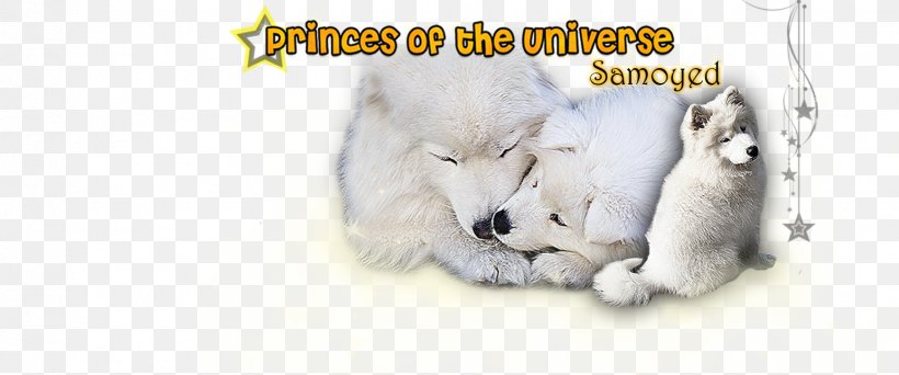 Cat Dog Polar Bear Hare, PNG, 1544x644px, Cat, Animal, Animal Figure, Bear, Canidae Download Free