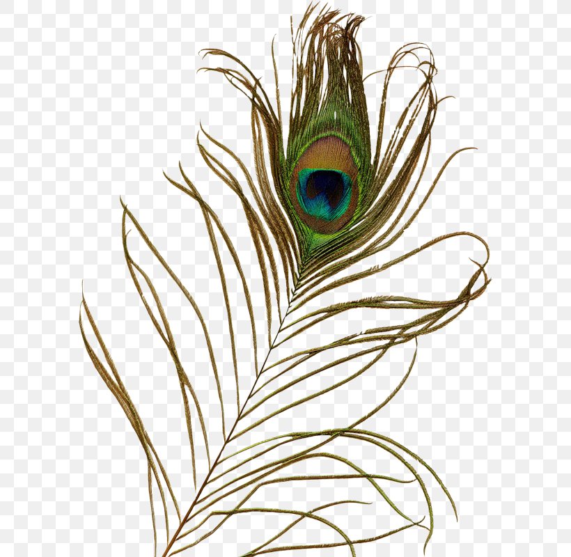 Feather Peafowl Bird Clip Art, PNG, 594x800px, Feather, Asiatic Peafowl, Bird, Color, Fashion Accessory Download Free