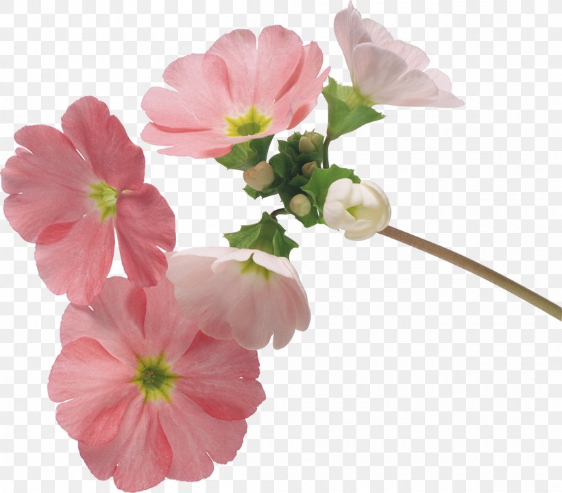 Flower Floral Design Desktop Wallpaper Instiz, PNG, 1200x1053px, Flower, Annual Plant, Art, Blog, Blossom Download Free
