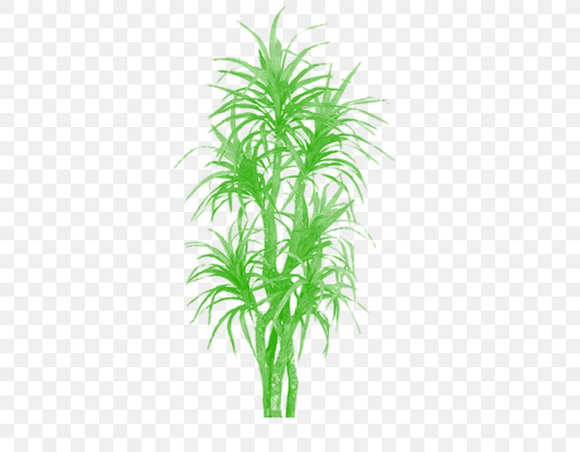 Palm Trees Areca Palm Plants Bamboo, PNG, 640x640px, Palm Trees, Agave, Aquarium Decor, Areca Palm, Arecales Download Free