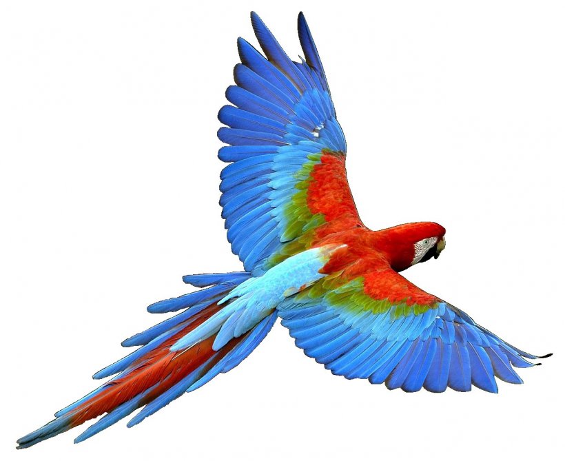 Parrot Bird Flight Cockatiel Clip Art, PNG, 1286x1050px, Parrot, Beak, Bird, Bird Nest, Cockatiel Download Free