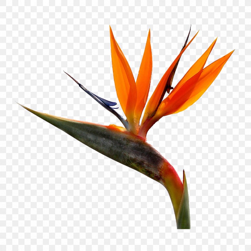 Bird-of-paradise Strelitzia Reginae Cut Flowers, PNG, 1000x1000px, Bird, Beak, Bird Of Paradise Flower, Birdofparadise, Blossom Download Free