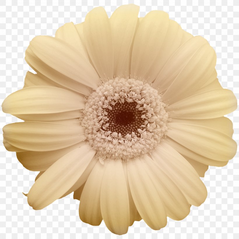 Common Daisy Yellow Flower Transvaal Daisy, PNG, 2200x2200px, Common Daisy, Asterales, Canvas Print, Chrysanthemum, Chrysanths Download Free