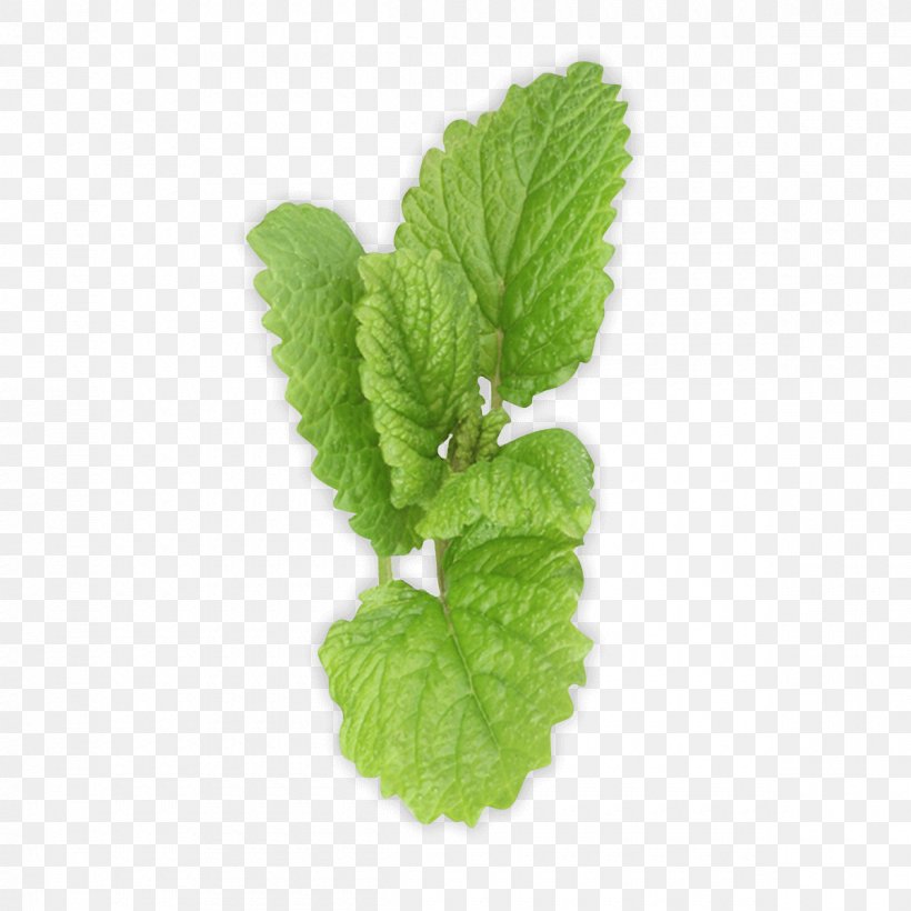 Green Tea Lemon Juice, PNG, 1200x1200px, Peppermint, Herb, Herbalism, Leaf, Lemon Balm Download Free