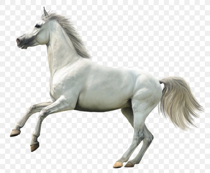 Howrse Horse Animal Rendering, PNG, 850x700px, 3d Computer Graphics, Howrse, Animal, Animal Figure, Donkey Download Free
