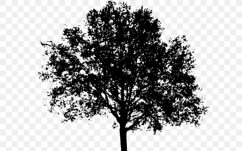 Clip Art Tree Image Silhouette, PNG, 600x513px, Tree, Black And White, Branch, Drawing, Leaf Download Free