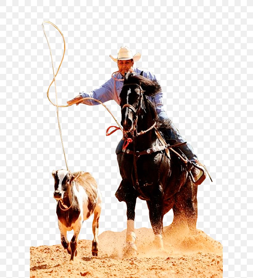 Rodeo Stallion Rein Mustang Western Riding, PNG, 625x903px, Rodeo, Animal Sports, Bridle, Cowboy, Equestrian Download Free