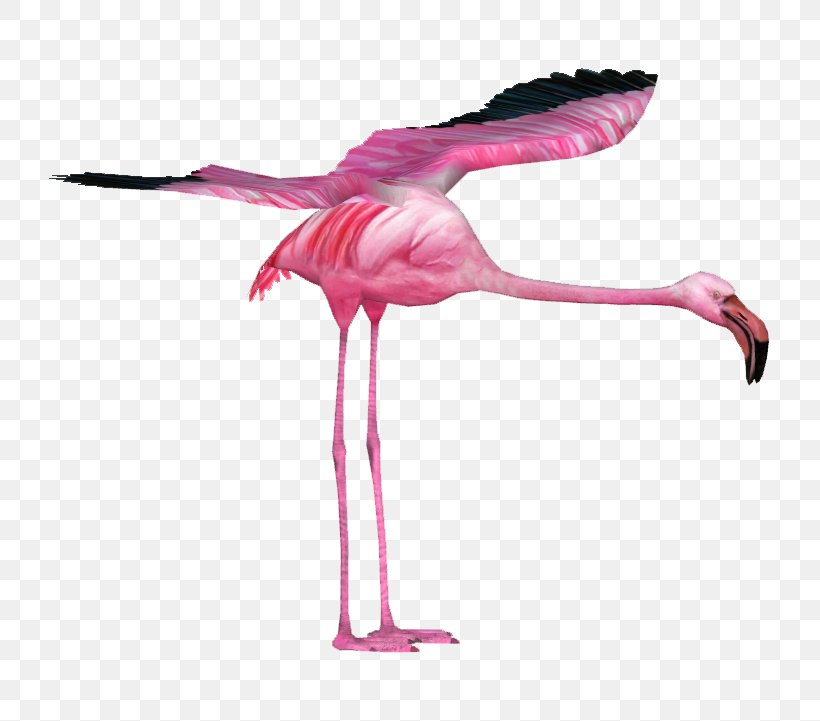 Water Bird Vertebrate Beak Feather, PNG, 721x721px, Bird, Animal, Beak, Feather, Flamingo Download Free