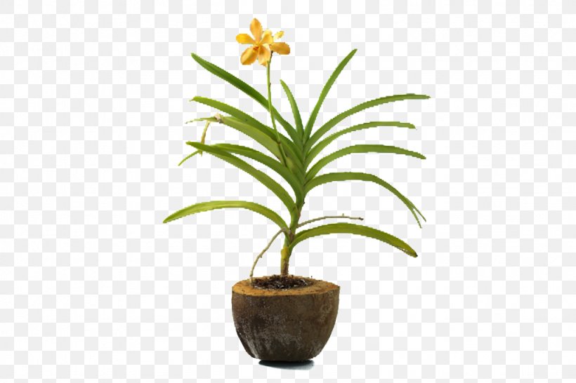 Arecaceae Flowerpot Leaf Houseplant Plant Stem, PNG, 1024x683px, Arecaceae, Arecales, Cash, Cash On Delivery, Cheque Download Free