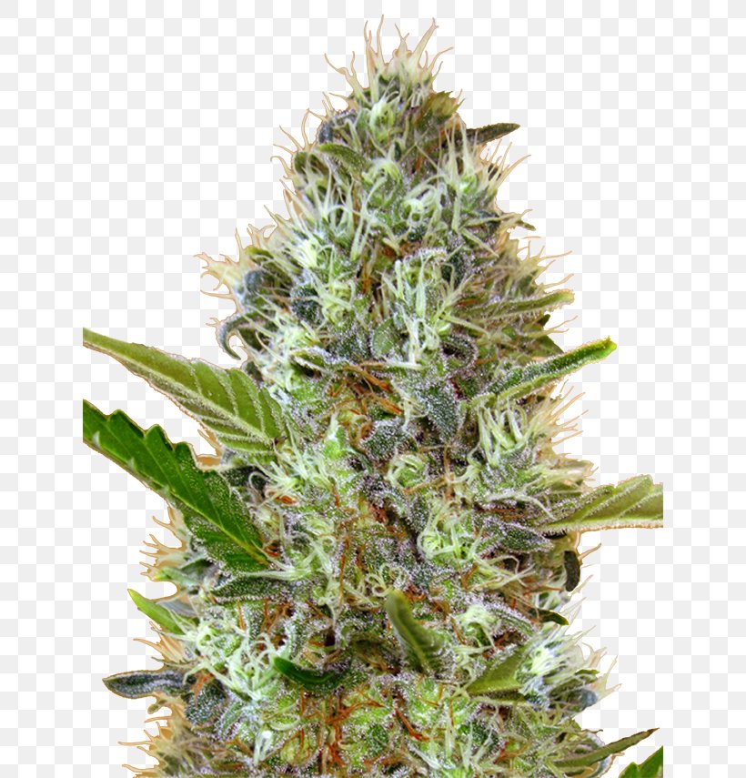 Car Autoflowering Cannabis Skunk Cannabis Cultivation Marijuana, PNG, 638x855px, Car, Autoflowering Cannabis, Automatic Transmission, Cannabis, Cannabis Cultivation Download Free