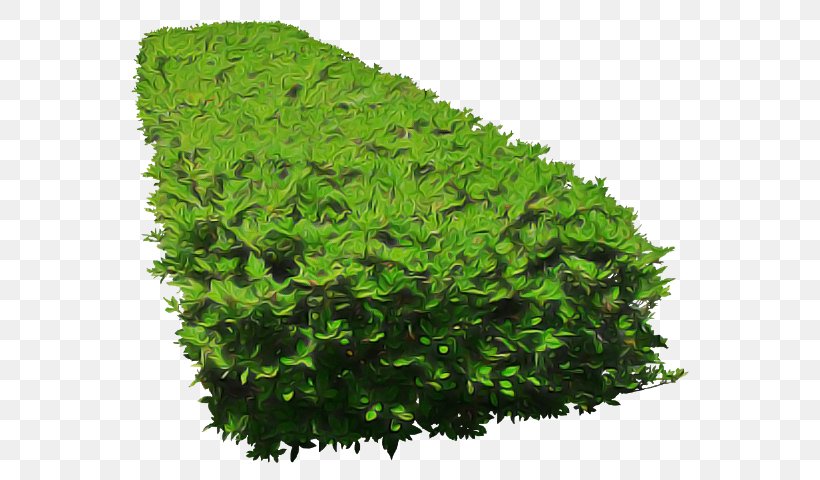 Green Leaf Grass Plant Shrub, PNG, 596x480px, Green, Aquarium Decor, Flower, Grass, Herb Download Free