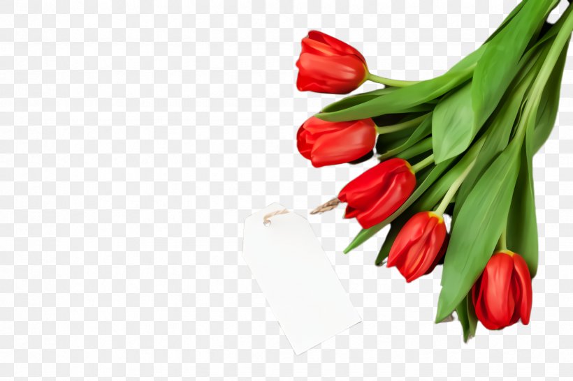Flowering Plant Flower Tulip Red Tabasco Pepper, PNG, 2448x1632px, Flowering Plant, Birds Eye Chili, Chili Pepper, Flower, Malagueta Pepper Download Free
