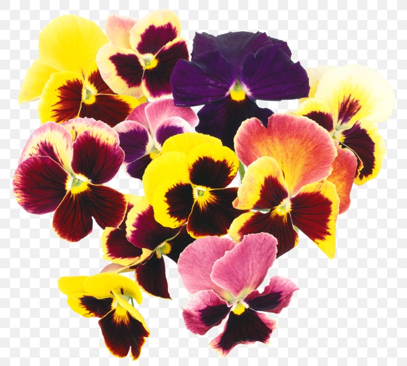 Pansy Flower Digital Image Clip Art, PNG, 800x737px, Pansy, Annual Plant, Daytime, Digital Image, Drawing Download Free