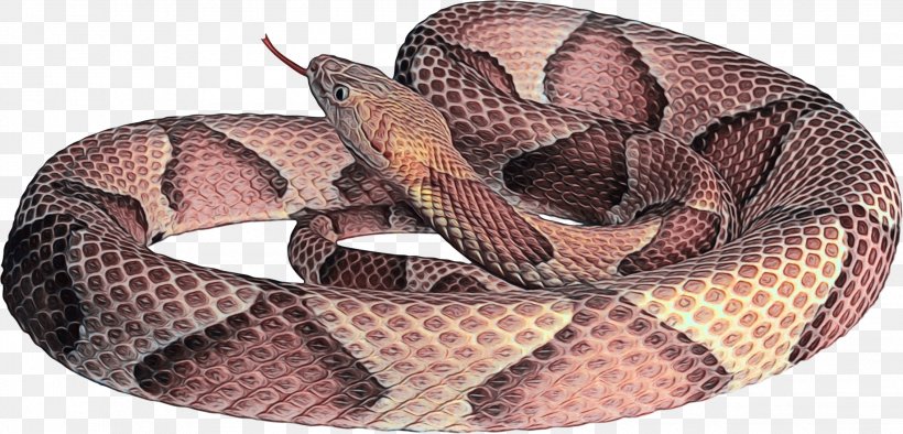 Snake Cartoon, PNG, 2264x1089px, Rattlesnake, Animal, Boa, Boa Constrictor, Colubridae Download Free