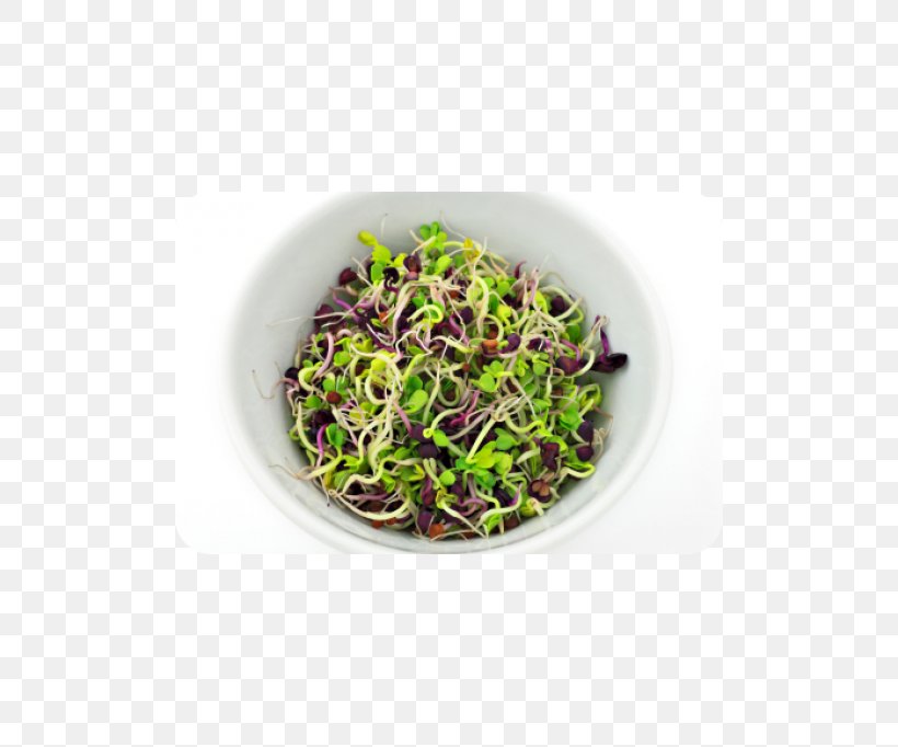 Bean Salad Pasta Salad Sprouting Lentil, PNG, 500x682px, Bean Salad, Bean Sprout, Daikon, Food, Herb Download Free
