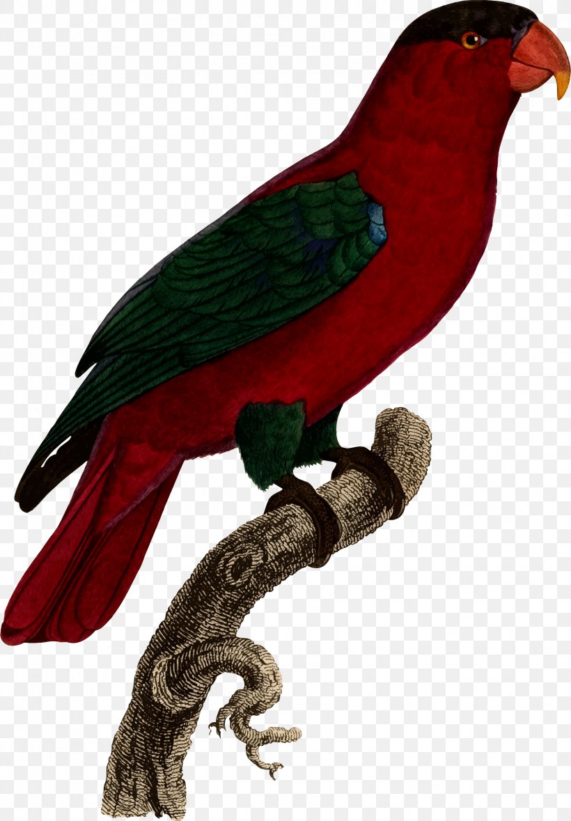 Budgerigar Loriini Grey Parrot, PNG, 1668x2400px, Budgerigar, Amazon Parrot, Beak, Bird, Common Pet Parakeet Download Free