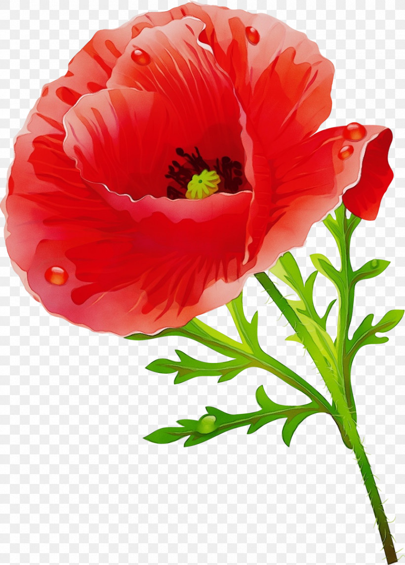 Flower Petal Plant Red Oriental Poppy, PNG, 860x1200px, Watercolor, Anemone, Coquelicot, Corn Poppy, Cut Flowers Download Free