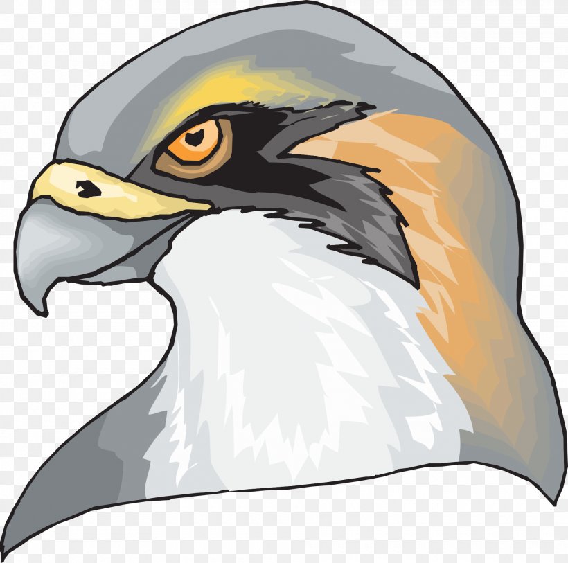 Hawk Eagle Clip Art, PNG, 1920x1904px, Hawk, Bald Eagle, Beak, Bird, Bird Of Prey Download Free