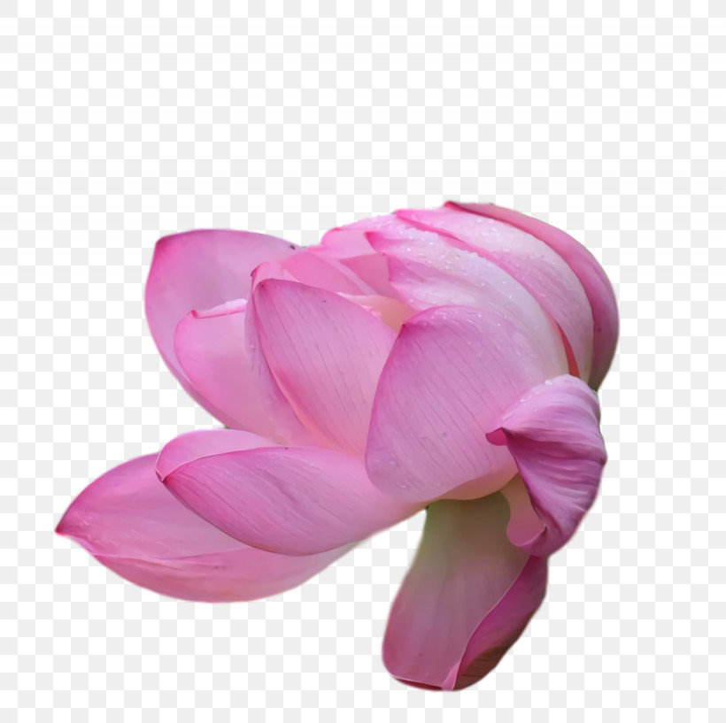 Lotus Flower Summer Flower, PNG, 1230x1226px, Lotus Flower, Cut Flowers, Flower, Petal, Rose Download Free