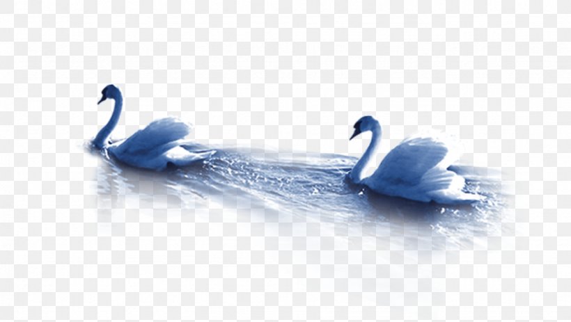 Mute Swan Duck Goose, PNG, 922x521px, Mute Swan, Blue, Brand, Cygnini, Duck Download Free