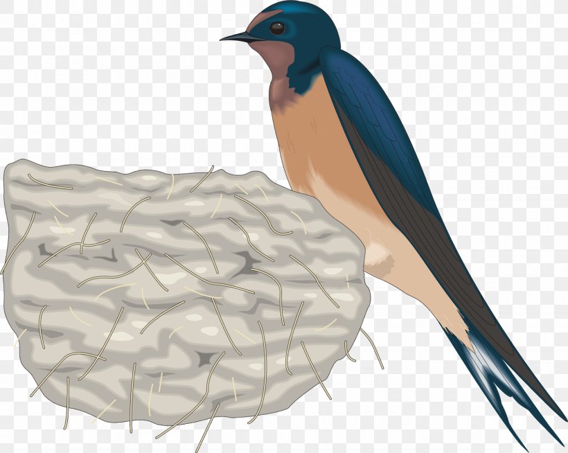 Barn Swallow Bird Clip Art, PNG, 1600x1278px, Swallow, Barn Swallow, Beak, Bird, Bird Nest Download Free