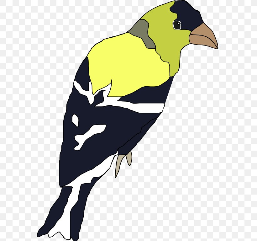 Finches Bird Of Prey Beak, PNG, 583x768px, Finches, Art, Beak, Bird, Bird Of Prey Download Free