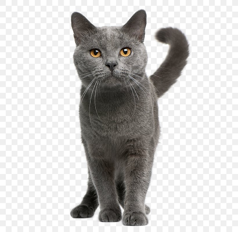 Kitten Chartreux Dog Domestic Short-haired Cat Pet, PNG, 600x800px, Kitten, American Wirehair, Animal Shelter, Asian, Black And White Download Free