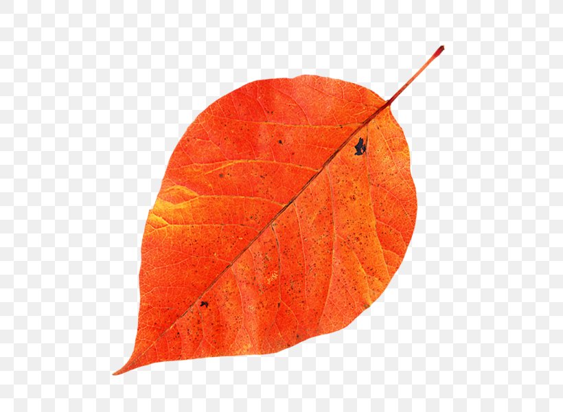 Maple Leaf, PNG, 600x600px, Leaf, Maple, Maple Leaf, Orange, Plant Download Free