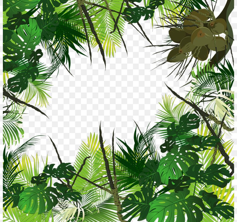 Tropical Forest Amazon Rainforest Jungle Tropics Tropical Rainforest, PNG, 800x768px, Tropical Forest, Amazon Rainforest, Branch, Evergreen, Grass Download Free