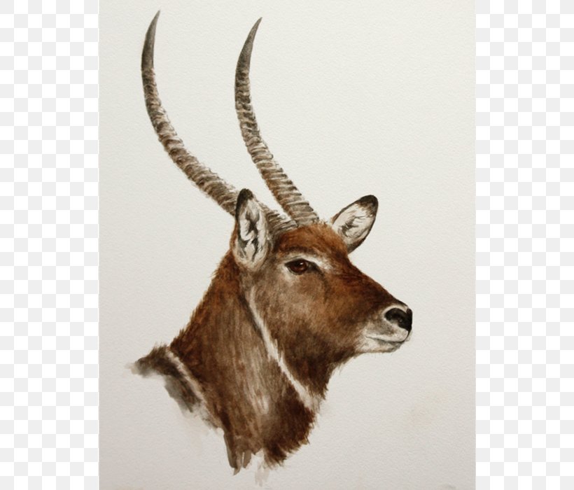 Waterbuck Fauna Snout Wildlife Jeffrey Horn, PNG, 700x700px, Waterbuck, Antelope, Antler, Cow Goat Family, Fauna Download Free