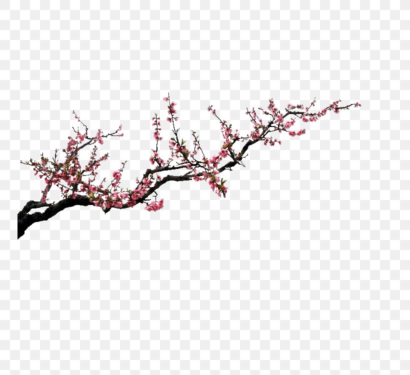 Download Preview Flower, PNG, 750x750px, Preview, Blog, Blossom, Branch, Cherry Blossom Download Free
