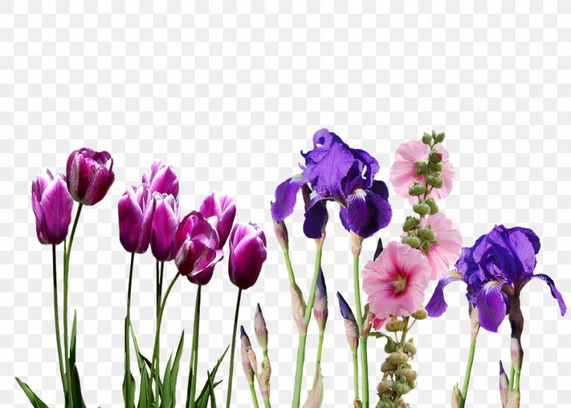 Wedding Invitation Indira Gandhi Memorial Tulip Garden Flower, PNG, 960x687px, Wedding Invitation, Bride, Crocus, Cut Flowers, Floral Design Download Free
