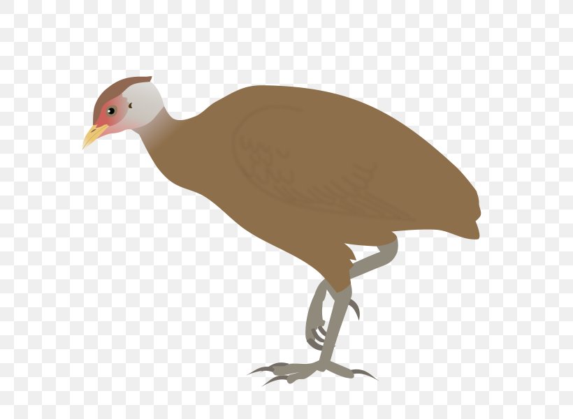 Galliformes Great Nicobar Island Bird Nicobar Megapode Great Nicobar Biosphere Reserve, PNG, 600x600px, Galliformes, Beak, Bird, Crane Like Bird, Ducks Geese And Swans Download Free