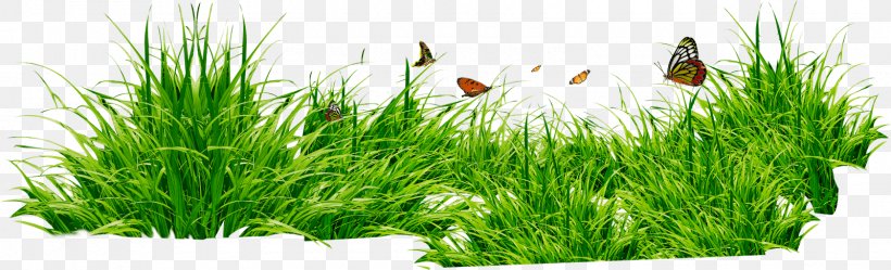 Lawn Clip Art, PNG, 1600x486px, Lawn, Commodity, Grass, Grass Family, Herb Download Free