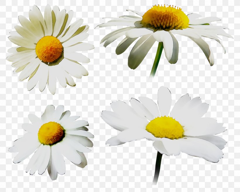 Oxeye Daisy Chrysanthemum Roman Chamomile Marguerite Daisy Yellow, PNG, 1919x1532px, Oxeye Daisy, Annual Plant, Asterales, Barberton Daisy, Camomile Download Free