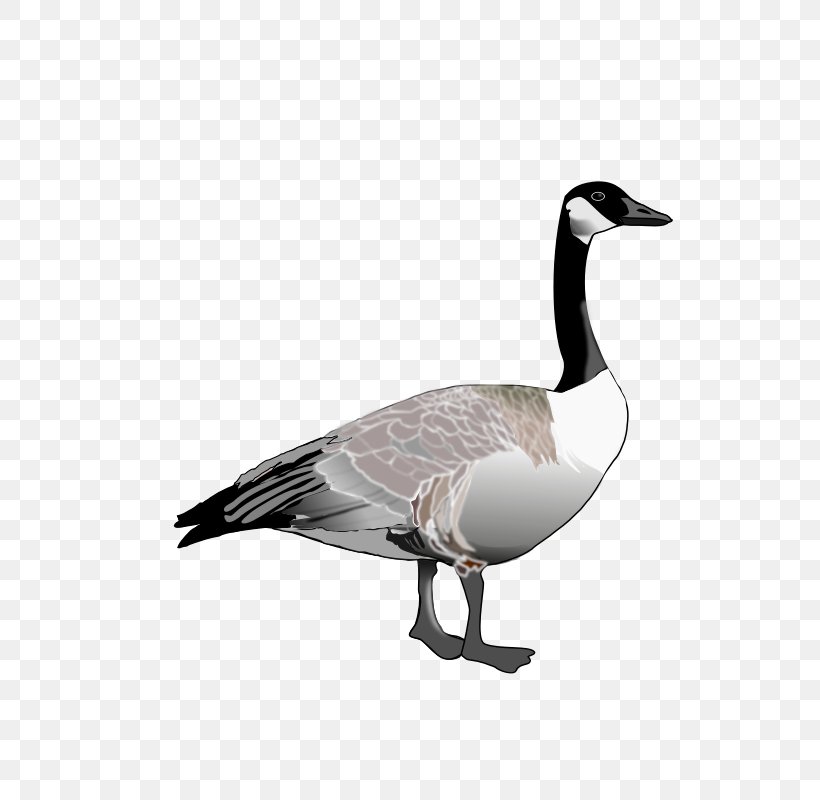 Canada Goose Bird Clip Art, PNG, 800x800px, Goose, Beak, Bird, Canada Goose, Duck Download Free