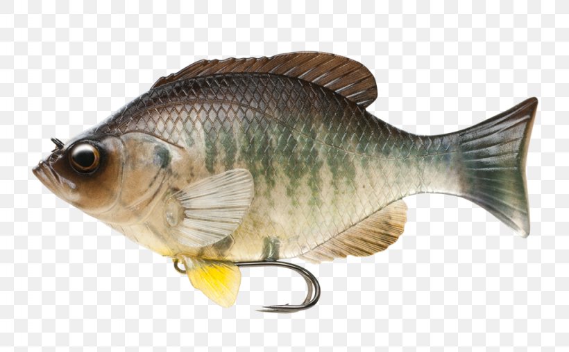 Freshwater Fish Fish Gill Carp, PNG, 1024x635px, Fish, Bait, Bluegill, Bony Fish, Carp Download Free