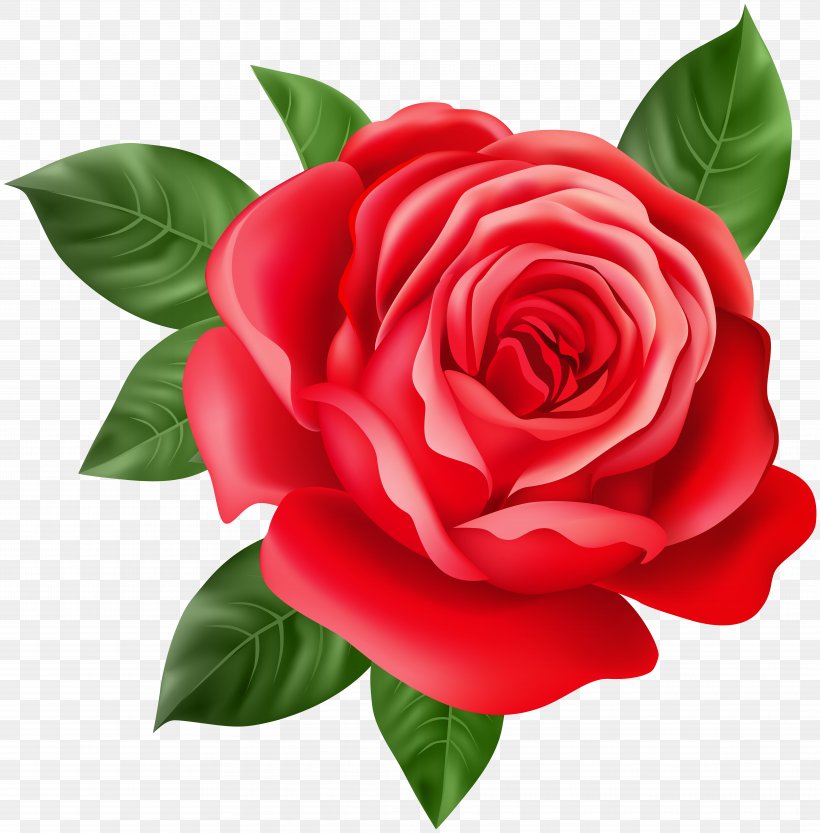 Purple Rose Home Purple Rose Home Red, PNG, 7873x8000px, Rose, Blue, Camellia, China Rose, Cut Flowers Download Free
