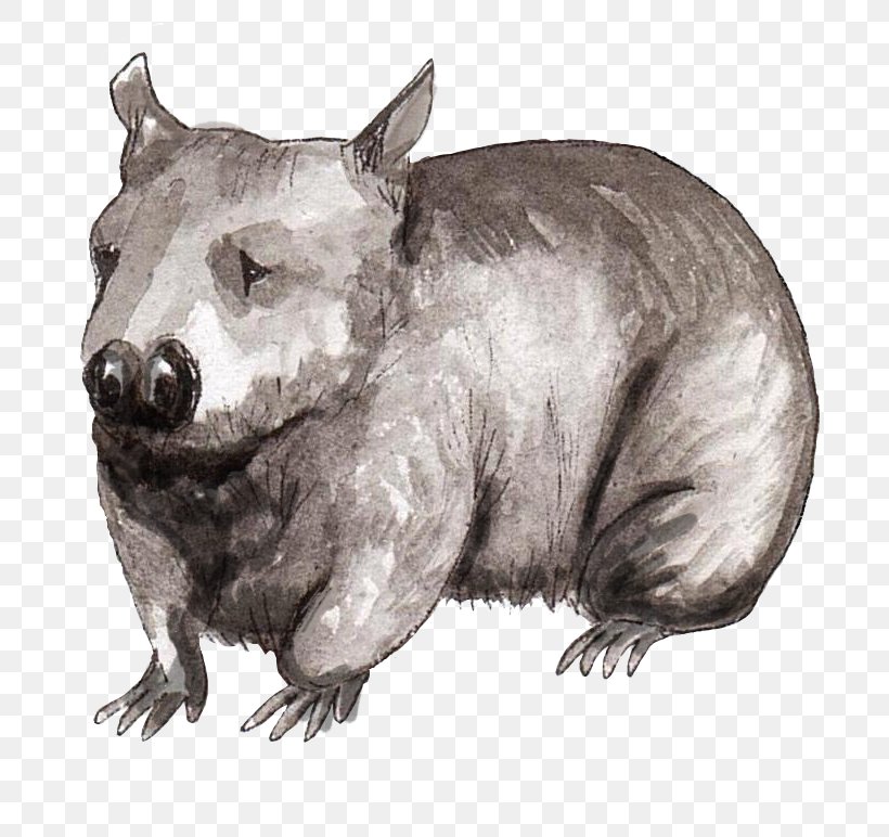Wombat Wildlife Terrestrial Animal Snout, PNG, 748x772px, Wombat, Animal, Bear, Blog, Book Download Free