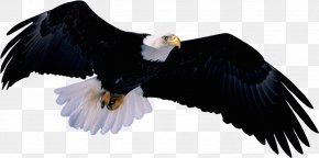Bird - Bald Eagle Bird Clip Art PNG