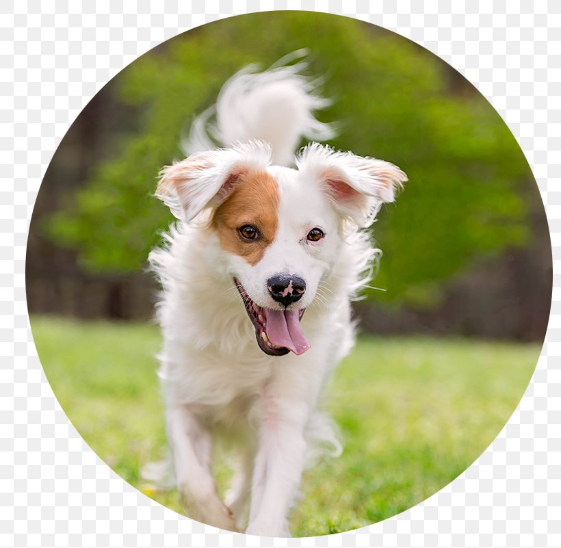 Dog Breed Australian Shepherd Border Collie Amyranth Pet Photography Puppy, PNG, 801x801px, Dog Breed, Australian Shepherd, Border Collie, Breed, Collie Download Free