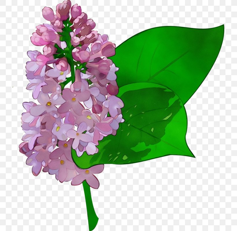 Flower Lilac Lilac Plant Cut Flowers, PNG, 733x800px, Watercolor, Cut Flowers, Flower, Lilac, Paint Download Free