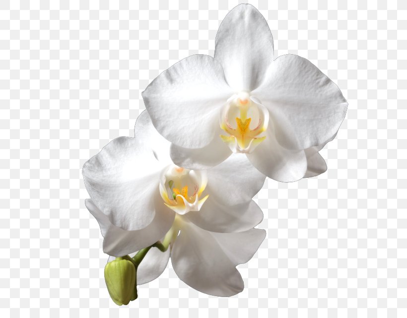 Moth Orchids White Cattleya Orchids, PNG, 649x640px, Moth Orchids, Cattleya, Cattleya Orchids, Cut Flowers, Drawing Download Free