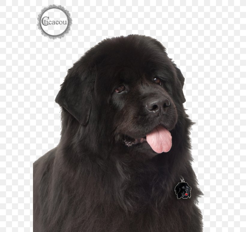 Newfoundland Dog Giant Dog Breed Ancient Dog Breeds, PNG, 600x776px, Newfoundland Dog, Ancient Dog Breeds, Breed, Breed Group Dog, Carnivoran Download Free