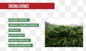 Coffee - Robusta Coffee Arabica Coffee Plantation Chewing Gum PNG