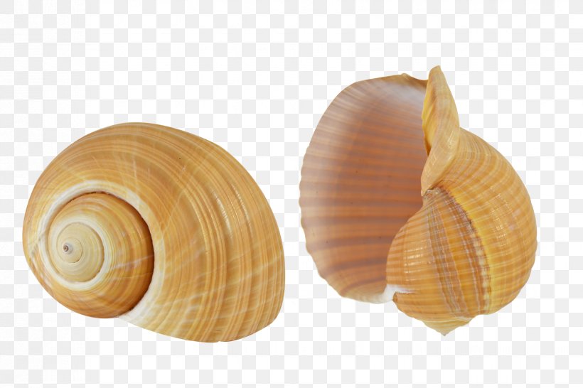 Seashell Cockle Conchology Sea Snail Molluscs, PNG, 1650x1100px, Seashell, Cockle, Conch, Conchology, Craft Download Free