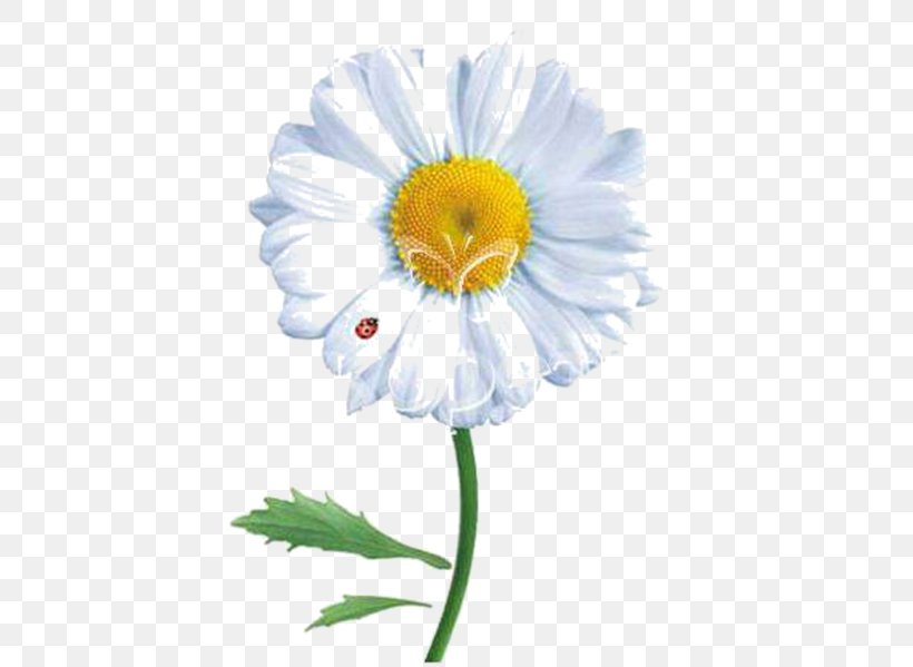 Common Daisy Desktop Wallpaper Clip Art, PNG, 511x599px, Common Daisy, Annual Plant, Chamomile, Cut Flowers, Daisy Download Free