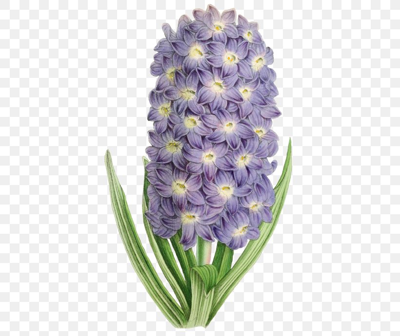 Flower Purple Illustration, PNG, 449x690px, Flower, Botanical Illustration, Color, Curtiss Botanical Magazine, Cut Flowers Download Free